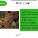 Facts Friday White rhino