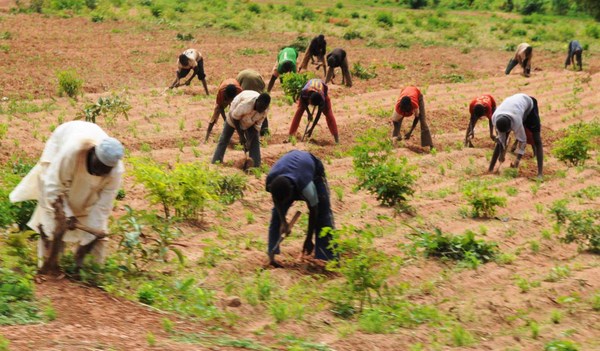 Image result for images of nigerian farmers